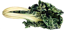 medici-and-more-kohl
