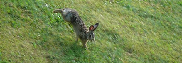 Live and eat natural like this baby hare and stay slim forever