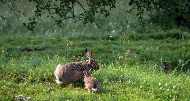Der Baby-Hase in einem ruhigen Moment mit seinem Vater
