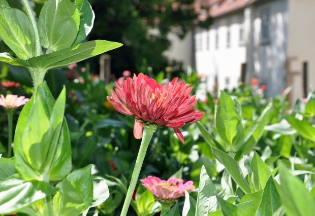 DSC_1961_bearbeitet-1