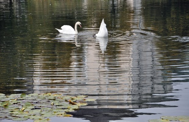 dsc_2338_bearbeitet-1