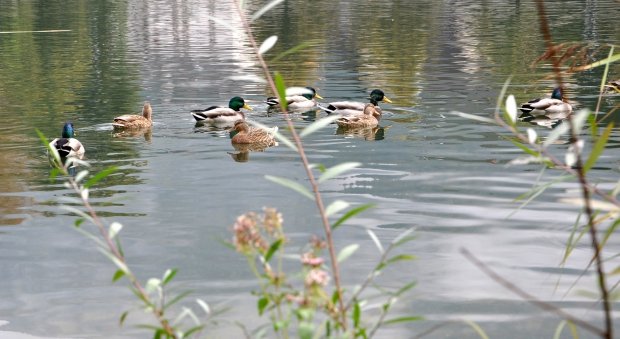 DSC_2332_bearbeitet-2