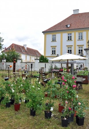 DSC_4657_bearbeitet-2